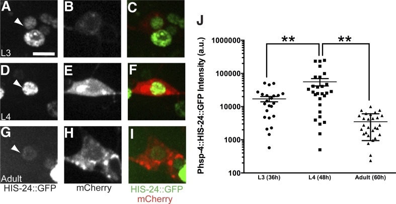 Figure 5—figure supplement 1.