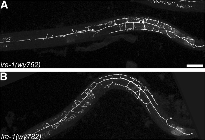 Figure 1—figure supplement 2.