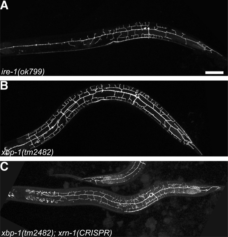 Figure 2—figure supplement 2.