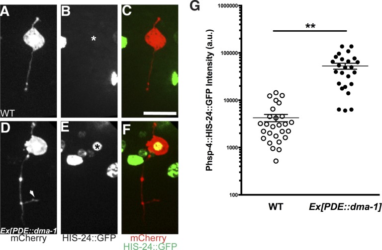 Figure 7—figure supplement 2.