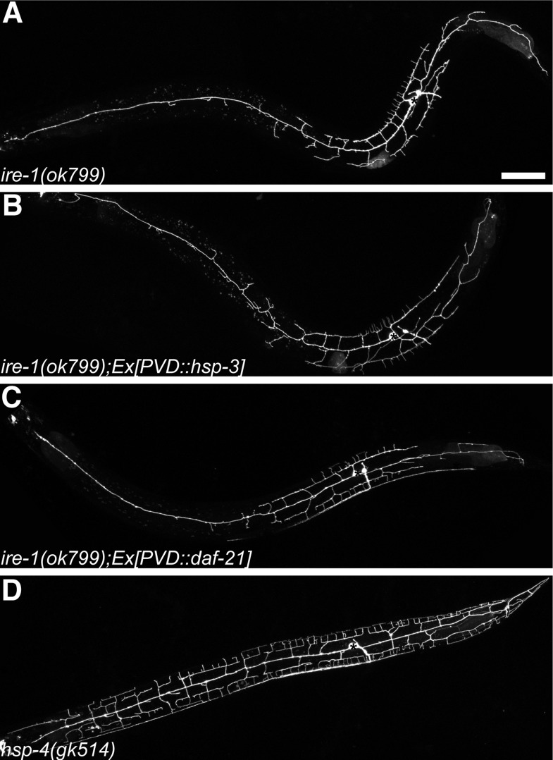 Figure 2—figure supplement 1.