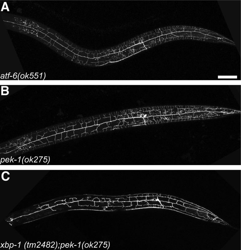 Figure 2—figure supplement 3.