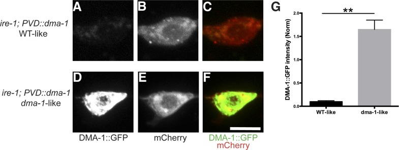 Figure 4—figure supplement 1.