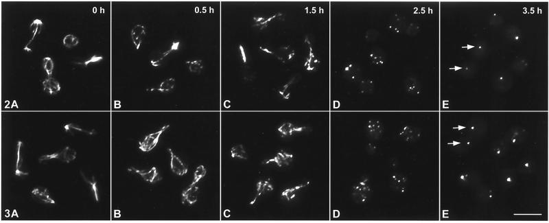 FIG. 2. and 3.