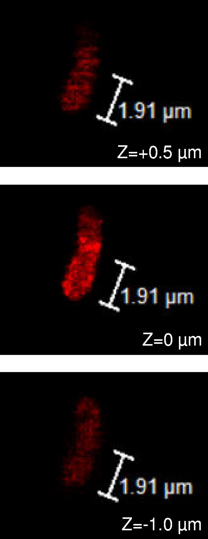 FIG 1