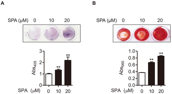 Fig. 6