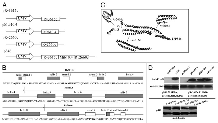 graphic file with name hvi-10-378-g1.jpg