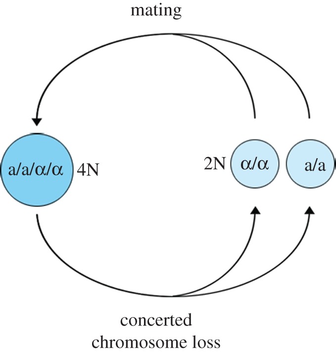 Figure 4.