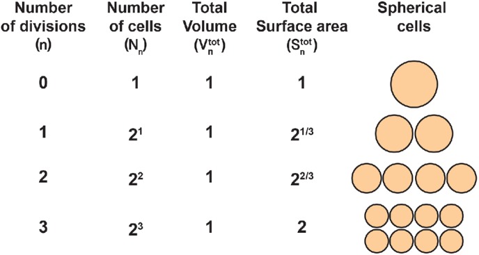 FIGURE 4: