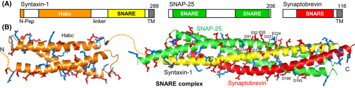 Fig. 2