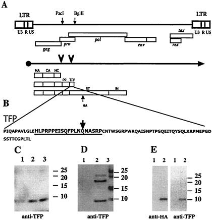 FIG. 1.