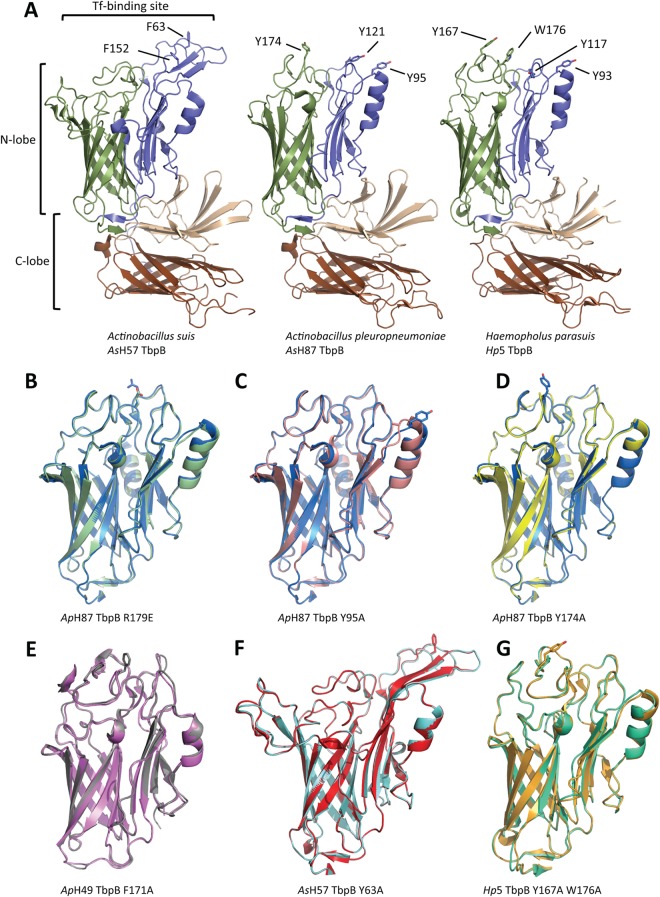 FIG 1