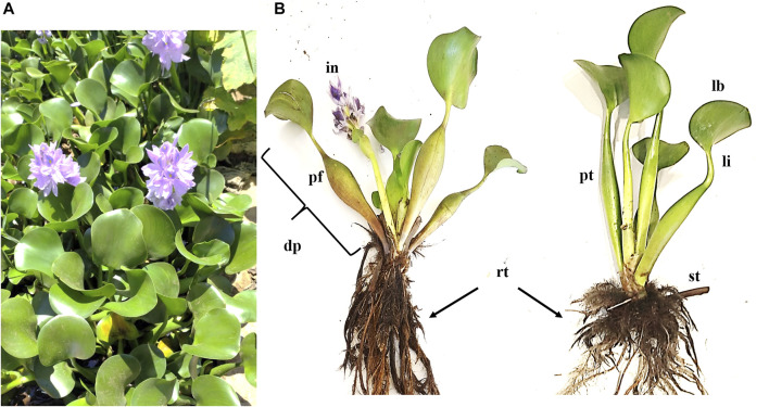 FIGURE 2