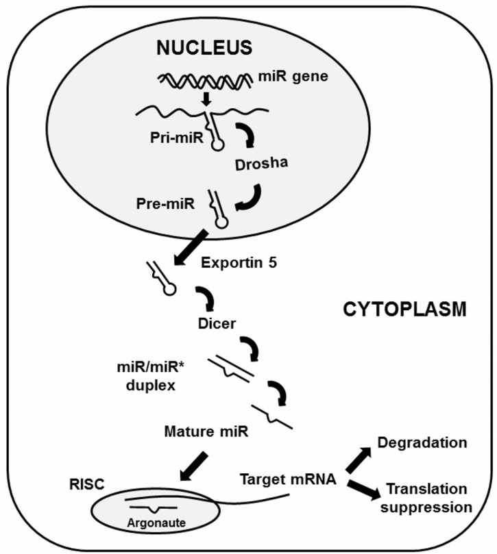 Fig. (1)