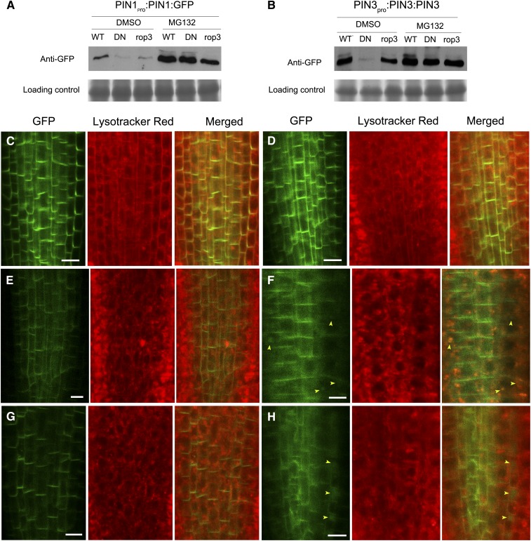 Figure 11.