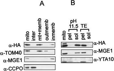 FIG. 5