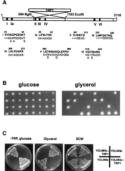 FIG. 1