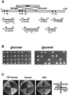 FIG. 1