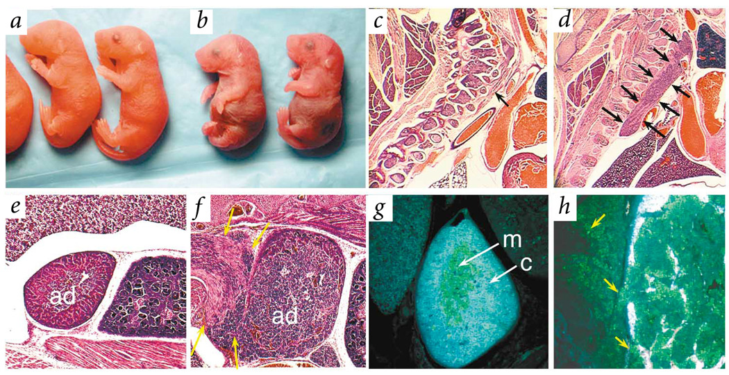 Fig. 5