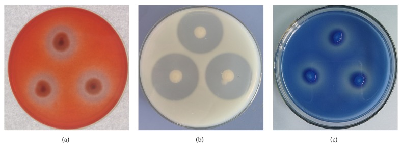 Figure 5