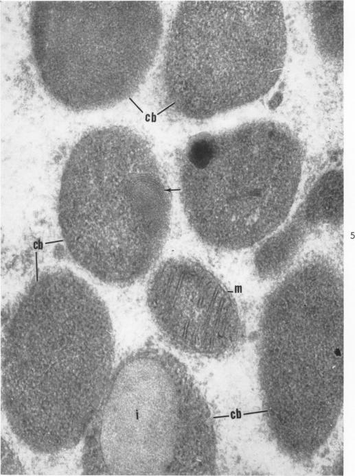 Fig. 5