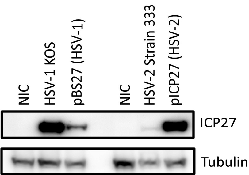 Fig. S4.