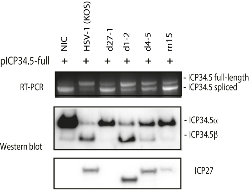 Fig. S8.