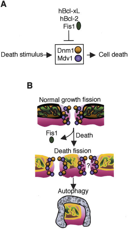 Figure 7.