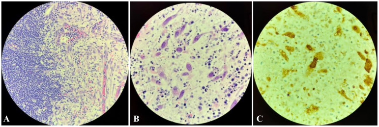 Figure 3