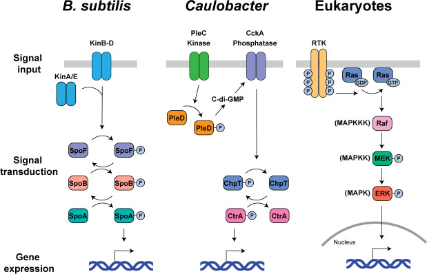 A diagram compares the signal transduction pathways in B. subtilis, Caulobacter, and Eukaryotes, detailing steps from signal input to gene expression involving kinases, phosphatases, and intermediary proteins.