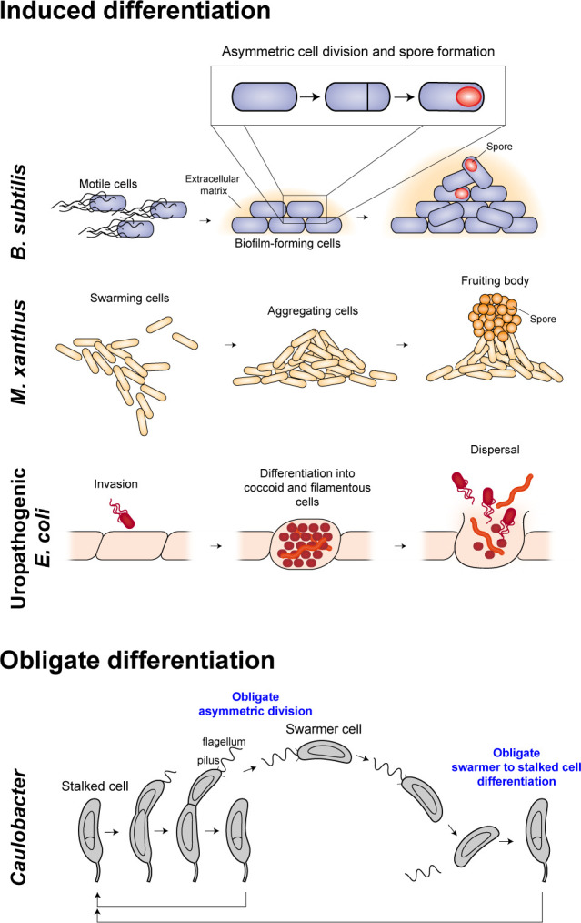 A diagram of bacterial cell differentiation shows induced differentiation in B. subtilis, M. xanthus, uropathogenic E. coli; and obligate differentiation in Caulobacter, with stages like division, biofilm formation, swarming, fruiting body development.