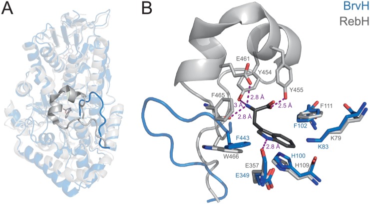 Fig 7