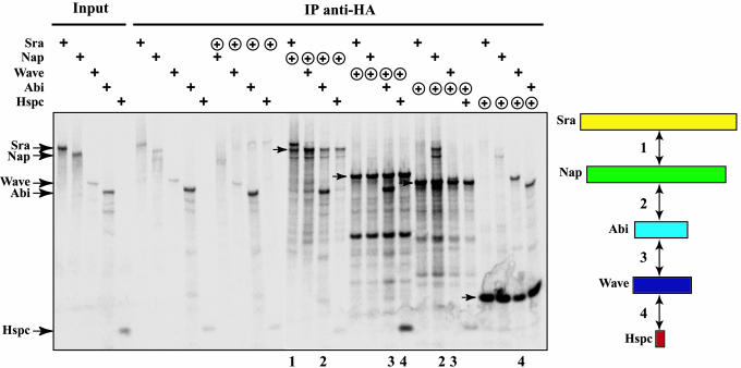 Fig. 3.