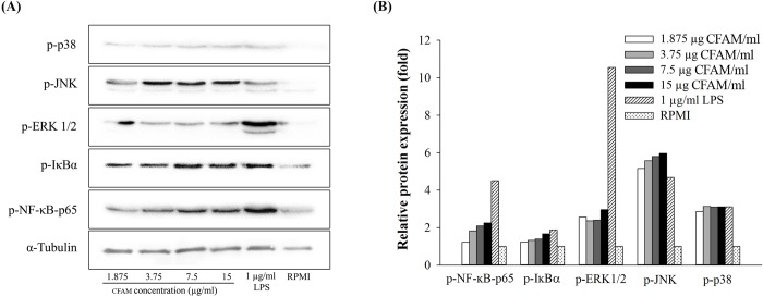 Fig 5