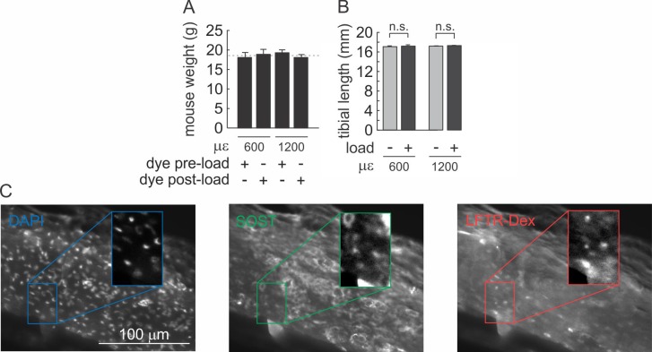 Figure 5—figure supplement 1.