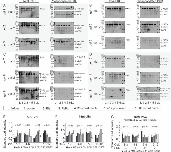 Figure 6—figure supplement 4.