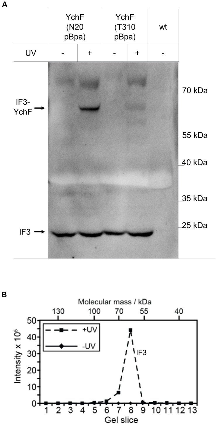 FIGURE 10