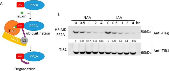 Figure 6.