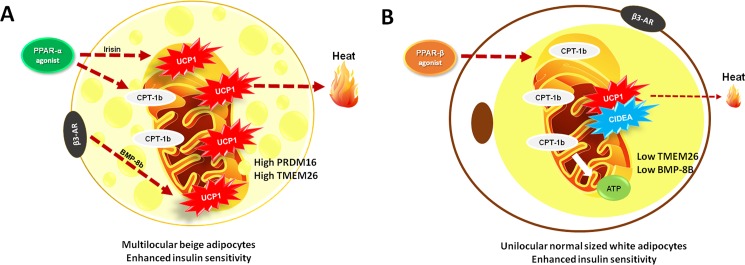 Fig 9