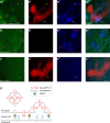 Figure 1—figure supplement 2.