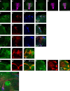 Figure 3—figure supplement 1.