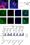 Figure 4—figure supplement 1.