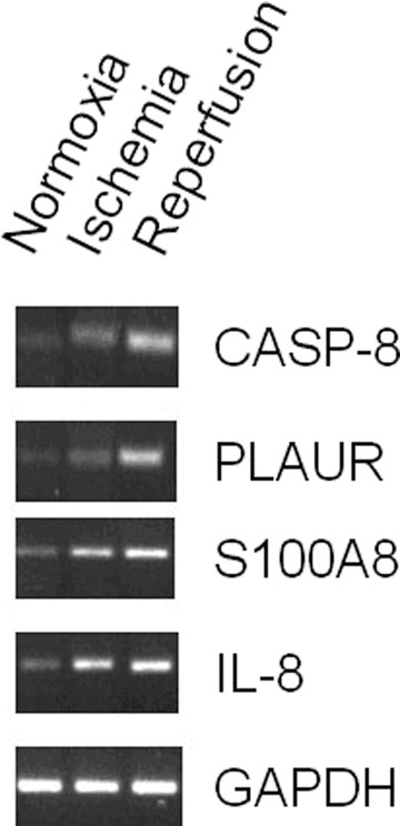 Fig 5