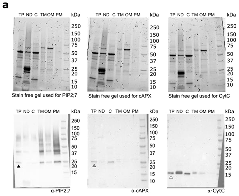 Extended Data Fig. 8