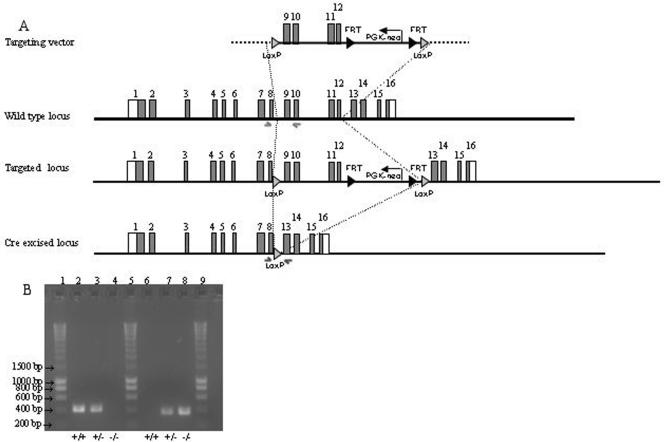 FIG. 1.