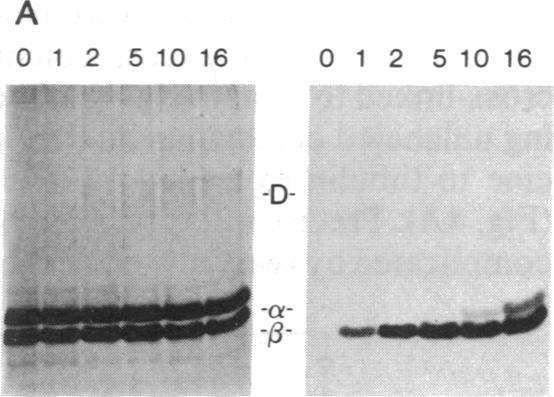 graphic file with name pnas01057-0218-a.jpg