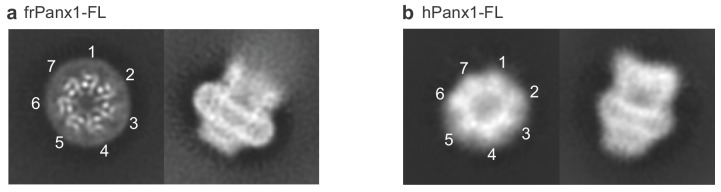 Figure 2—figure supplement 2.