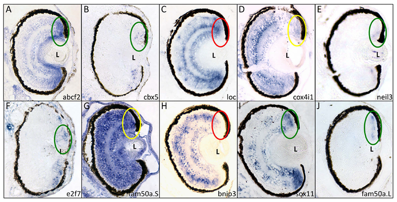 Figure 2 –