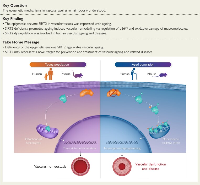 Structured Graphical Abstract