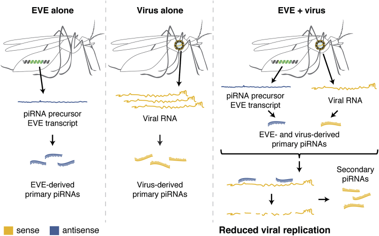 Figure 6